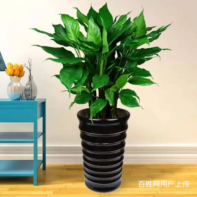 厦门思明区写字楼盆栽出租养护 - 图片 2