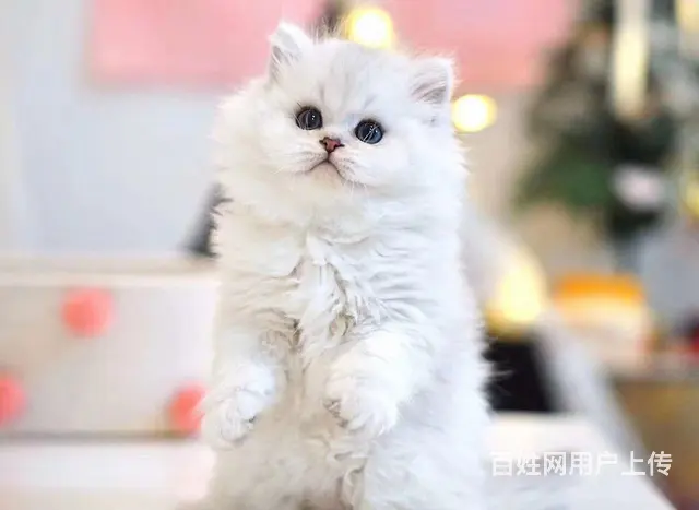 金吉拉眼睛什么颜色  纯种幼猫多少钱一只 - 图片 5