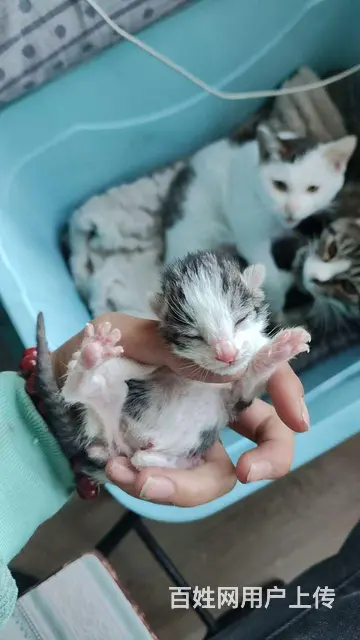 猫 - 图片 4