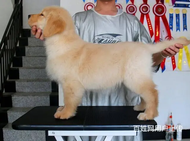 纯种金毛 黄金猎犬 金毛巡回猎犬 签署协议 - 图片 8
