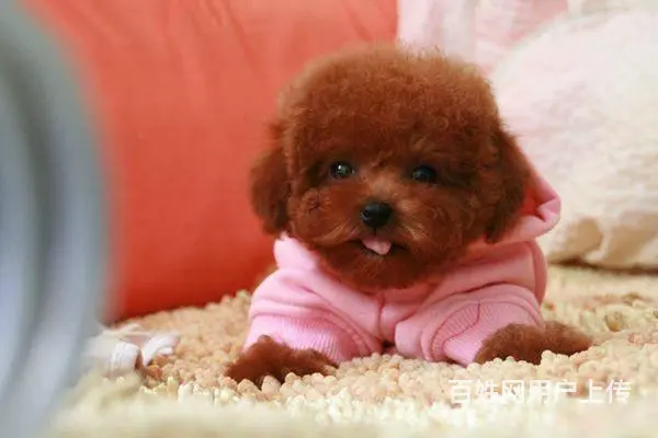 出售微小体型泰迪犬 茶杯泰迪犬 北京市泰迪犬价格 - 图片 3