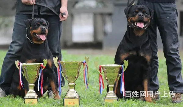 安徽黄山休宁罗威纳哪里卖出售30多种名犬 - 图片 6