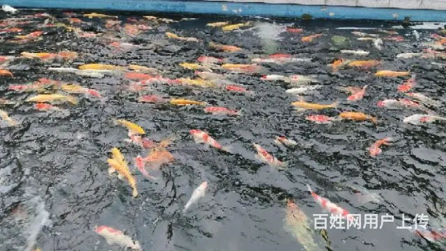 苏州锦鲤鱼批发养殖市场 - 图片 4