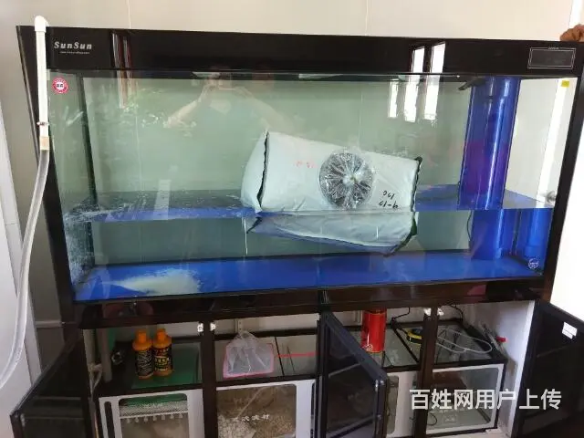 鱼缸观赏鱼送货到家 - 图片 1