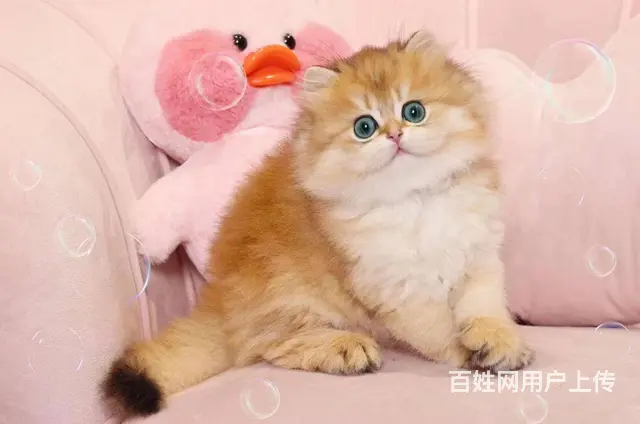 常州CFA认证猫舍金渐层多少钱一只保纯种健康 - 图片 7