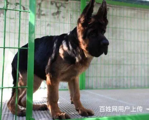 纯种德国牧羊犬 公母都有 血统健康有保障 - 图片 1