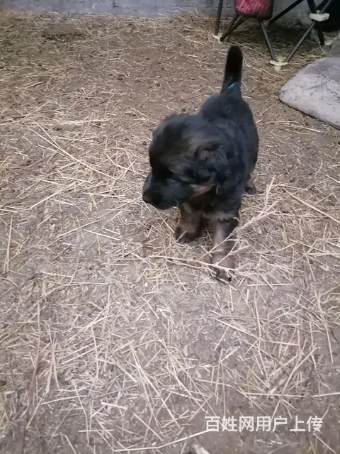 出信德牧幼犬 - 图片 1
