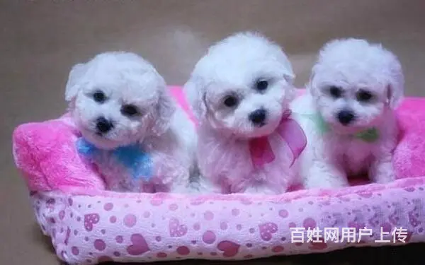 茶杯体比熊幼犬双血统比熊图片精品小体比熊多少钱一只 - 图片 4