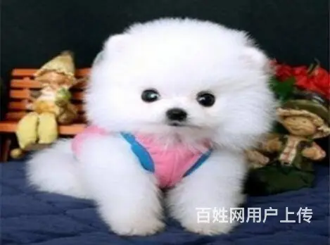 宜春出售家养博美 保纯种健康 茶杯犬博美 疫苗齐全 - 图片 5