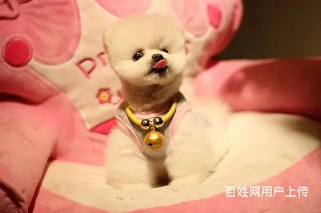 纯血统 博美幼犬 3月包退换 3年保品质 签订 - 图片 4
