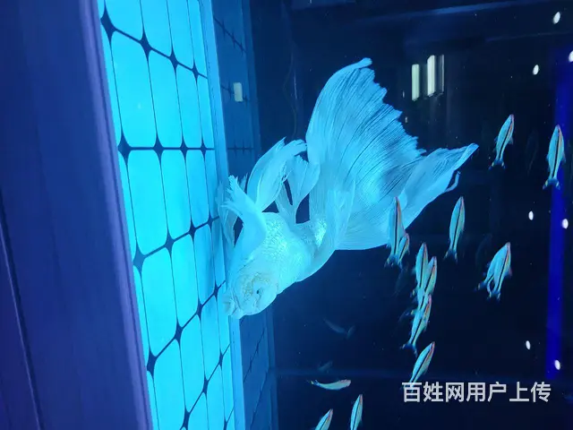 蝴蝶鲤 - 图片 3