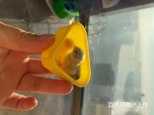宠物鸡 迷你鸡 - 图片 2
