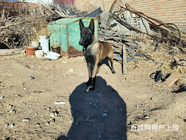 马犬 - 图片 5