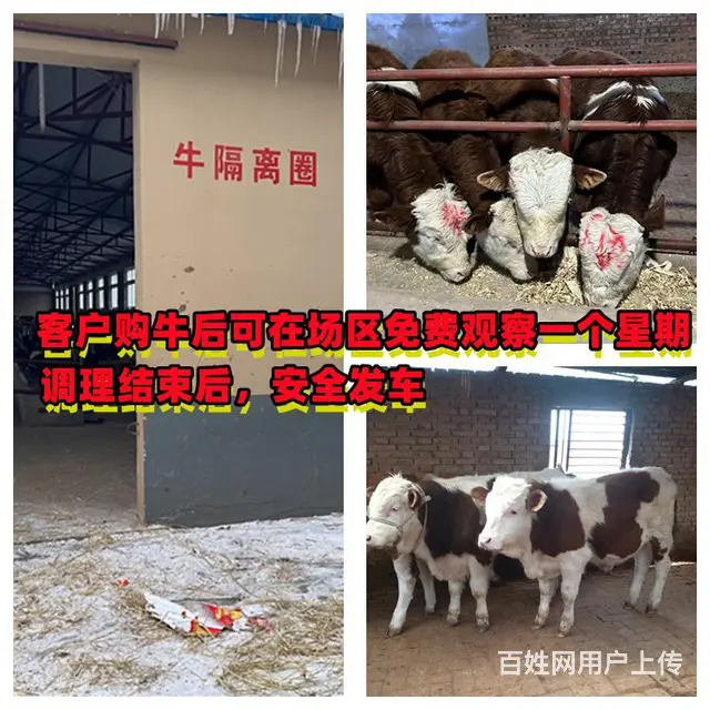 400多斤 西门塔尔牛大母牛 的价钱 - 图片 2