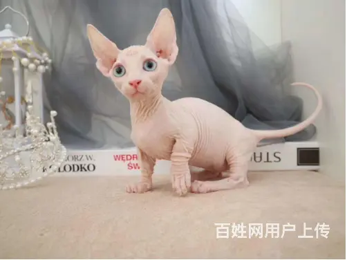 苏州出售自家繁殖纯种无毛猫 斯芬克斯猫 保健康 - 图片 7