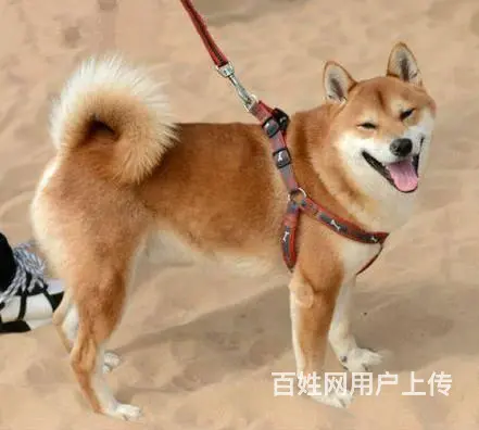 纯种日系柴犬 专业犬舍繁殖 微笑表情包签协议包健康 - 图片 4