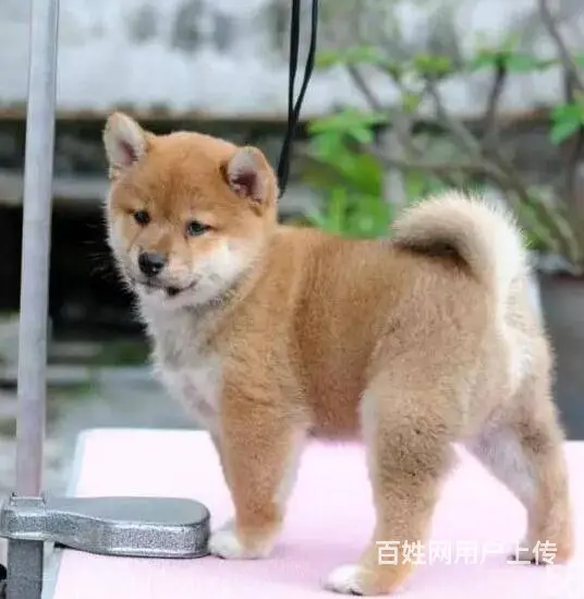 出售纯种赛级日本柴犬幼犬/品质保证 - 图片 3