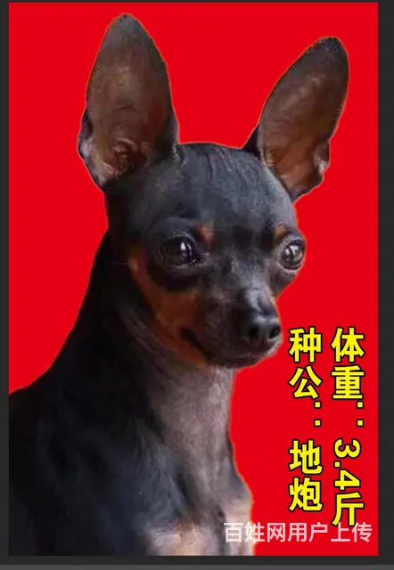 小鹿狗 - 图片 1