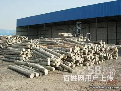 在淄博各区县高价收树收购杨树 - 图片 2