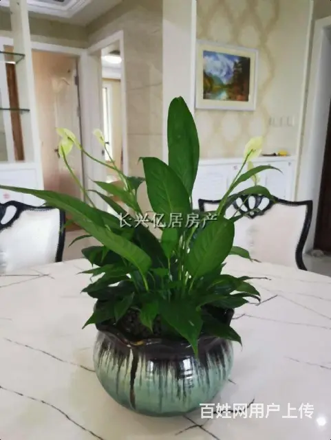 画溪庄园 浙北商业广场旁边 靠近万达 欧尚装修 急租拧包入住 - 图片 7