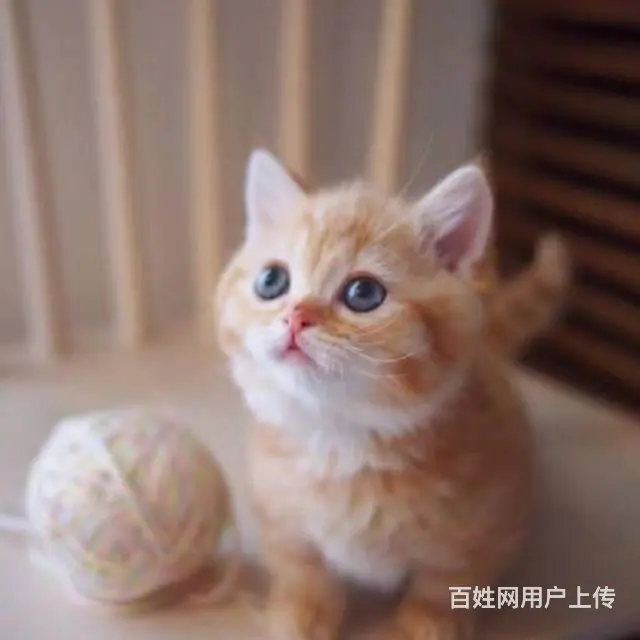 常州专门繁殖金渐层猫舍█金渐层猫舍地址电话 - 图片 11
