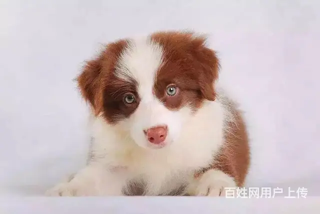 辽阳如何挑选纯种边牧，边牧靠谱商家 - 图片 11
