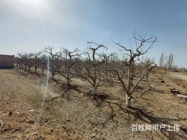 B个人一阿瓦提农场香梨园对外出售 - 图片 2