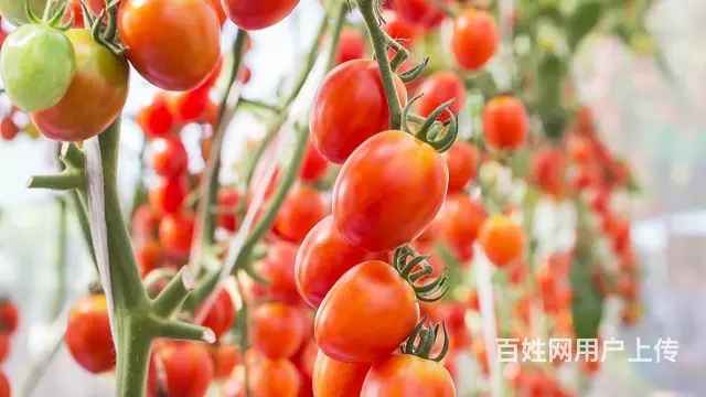 渭南专业的樱桃番茄种子批发  价格，在线咨询 - 图片 2