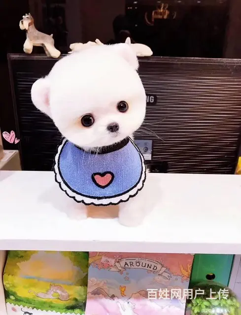 纯种哈多利博美 黄白都有 球形 包纯种 健康 - 图片 5