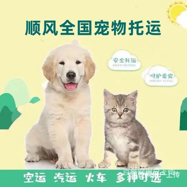 今日/推荐) 常州市出发到全国宠物托运/猫狗全程专人看护 - 图片 4