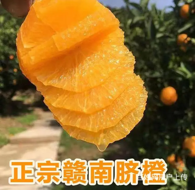 和平赣南脐橙批发价格 - 图片 1