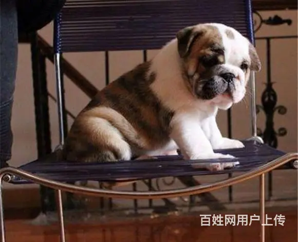黄冈【十年老店】常年繁殖优质血统英牛幼犬 - 图片 10