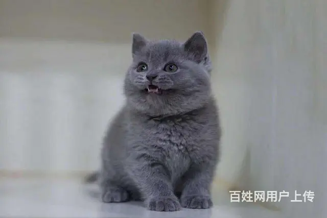 哪里有蓝猫卖的 蓝胖子多少钱一只 蓝猫温顺吗 - 图片 5