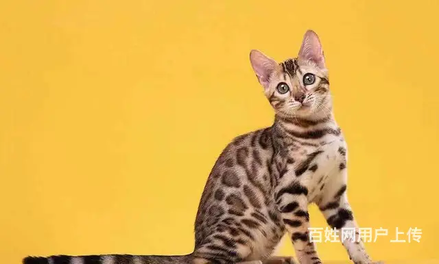 哪里有卖孟加拉豹猫的 无病无癣 包纯种健康 - 图片 3