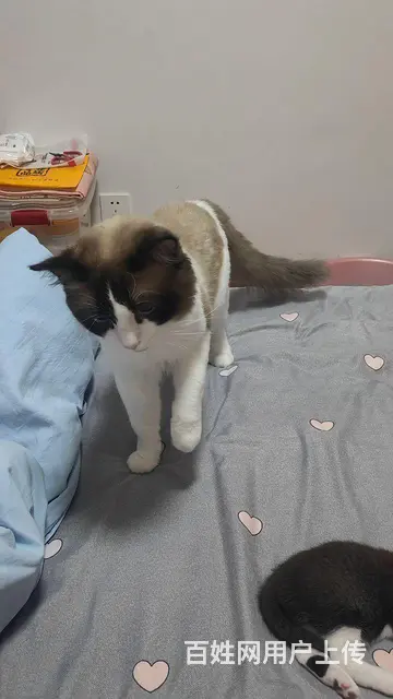 布偶猫配种 - 图片 2