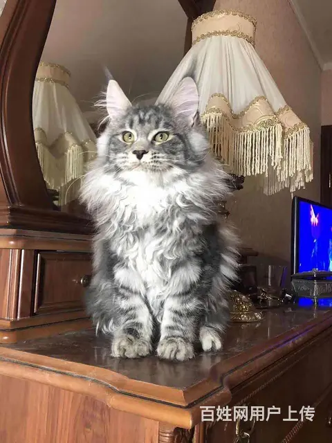 哪里有缅因猫卖的 缅因猫多少钱一只 缅因猫价格 - 图片 5