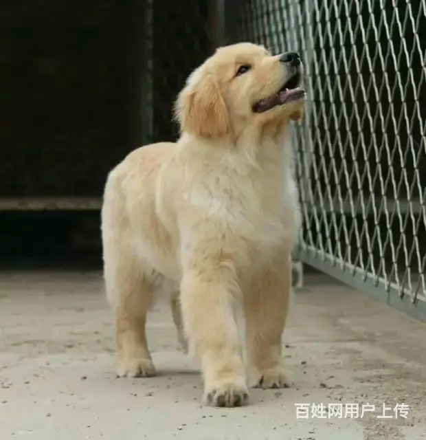 纯种金毛幼犬 宽嘴大头赛级金毛幼犬！保品质健康 - 图片 8