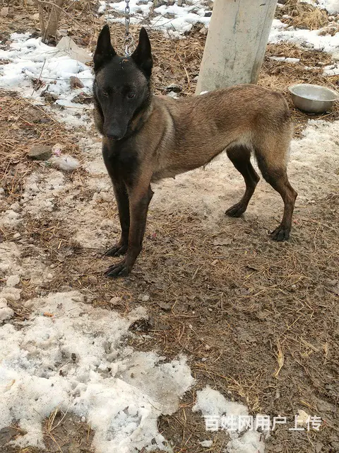 马犬 - 图片 1