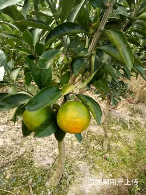 出售涌泉宫川无核蜜桔1-3年树苗 - 图片 5