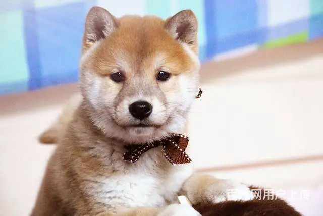 日本柴犬幼犬出售、纯种柴犬狗狗、保质 - 图片 7