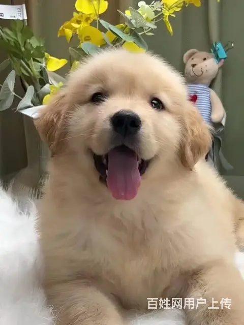 本地推荐精品金色金毛犬保纯种健康可签协议 - 图片