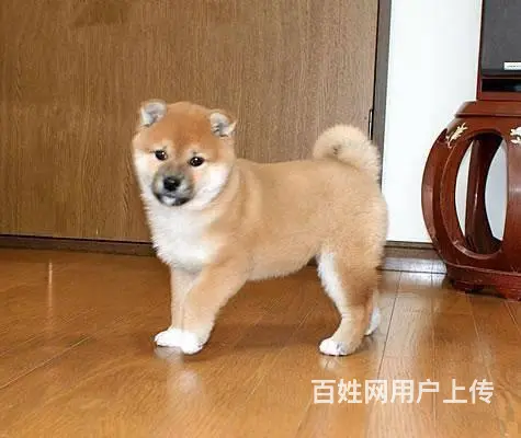柴犬多少钱一只 哪里有卖柴犬柴犬 - 图片 5