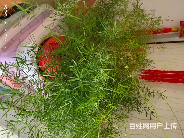 家里花太多了，有喜欢的可以电联电话联系 - 图片 9