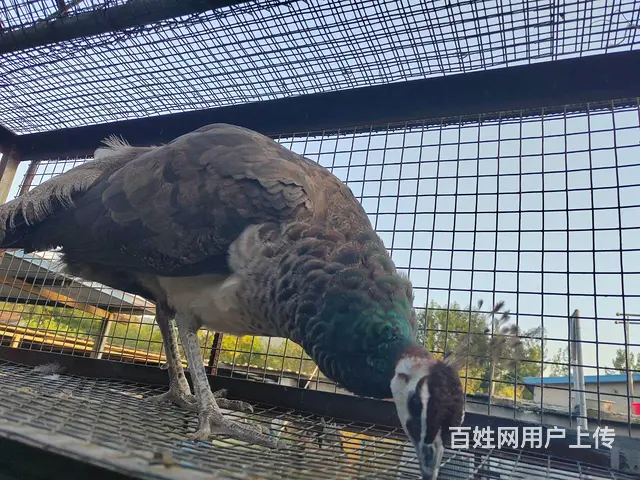 出售孔雀一对 - 图片 2