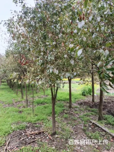 低价出售 :  香樟树:三条茎，桂花树 - 图片 3