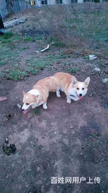 奶牛脸柯基幼犬 - 图片 1