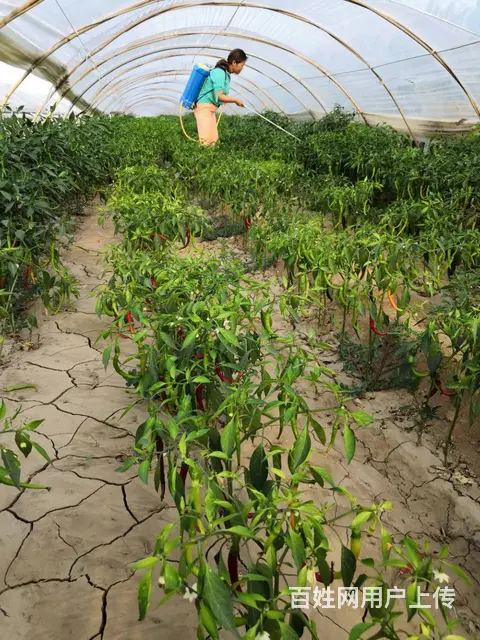白粉虱防治方案抗性白粉虱解决方案杀虫杀卵 - 图片 6