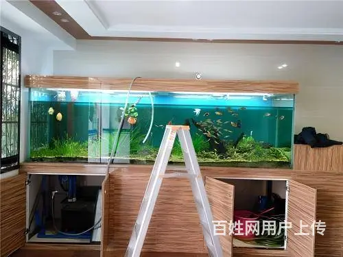 广州上门清洗鱼缸服务 - 图片