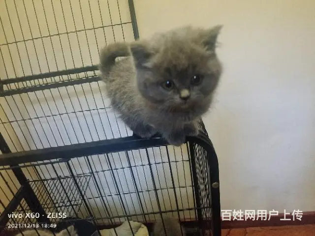 自家繁殖纯种大包子脸英短蓝猫 - 图片 3