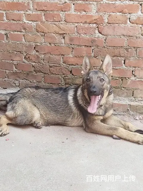 转让昆明犬小公 - 图片
